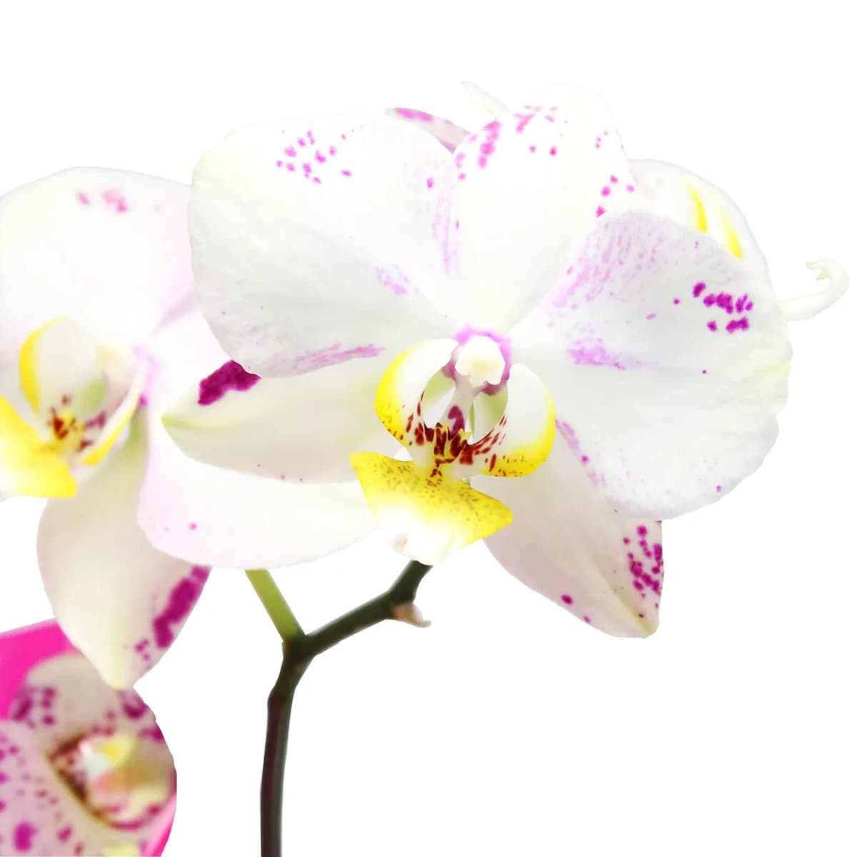 ORQUIDEA CON BASE SC6240 20123