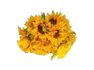 RAMO GIRASOL X6 13CM1448 - RQ200