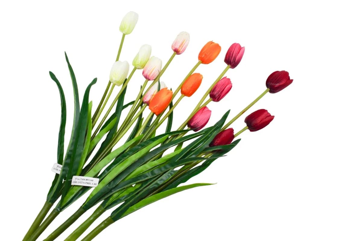 TULIPAN MY100 1363