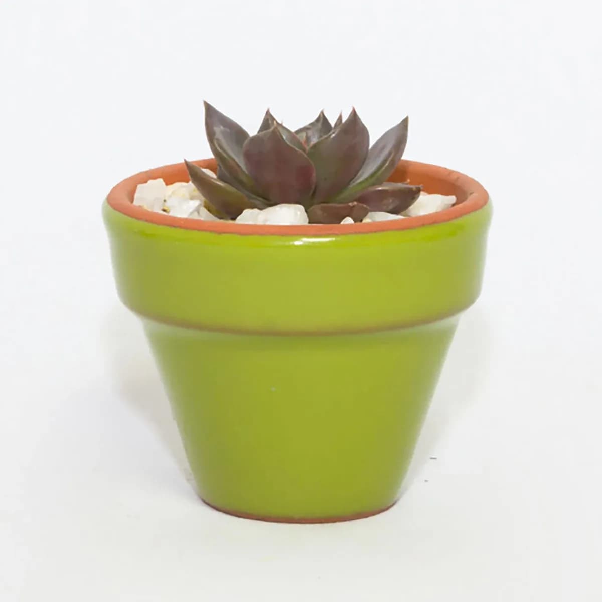 MINI MACETA SUCULENTA B0048A